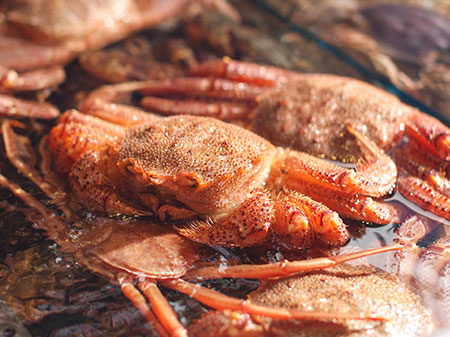 天津海鲜:红毛蟹